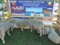 DSC_5005_1024x685